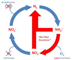 <p>Describe anamoox</p>