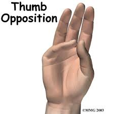 <p>opposition </p>
