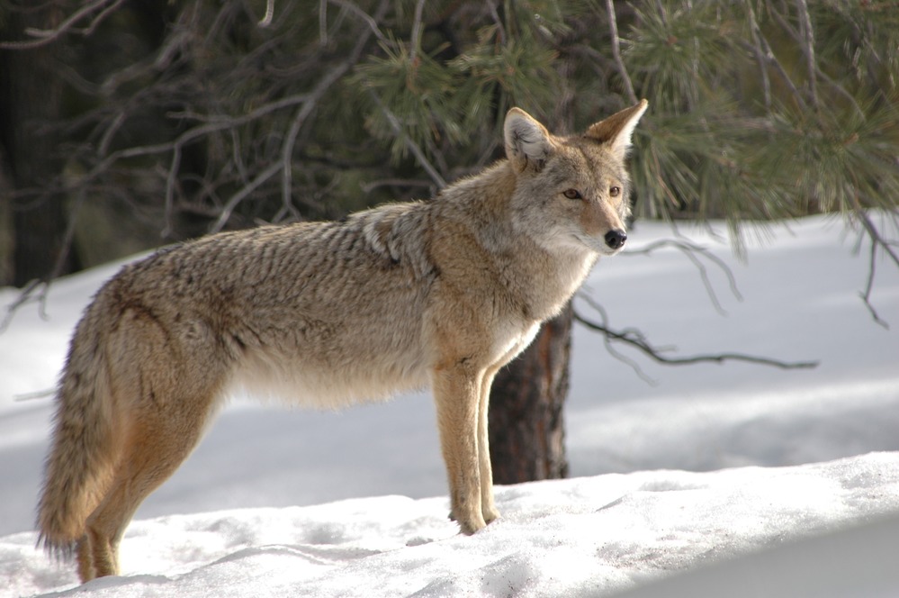 <p>Coyote</p>