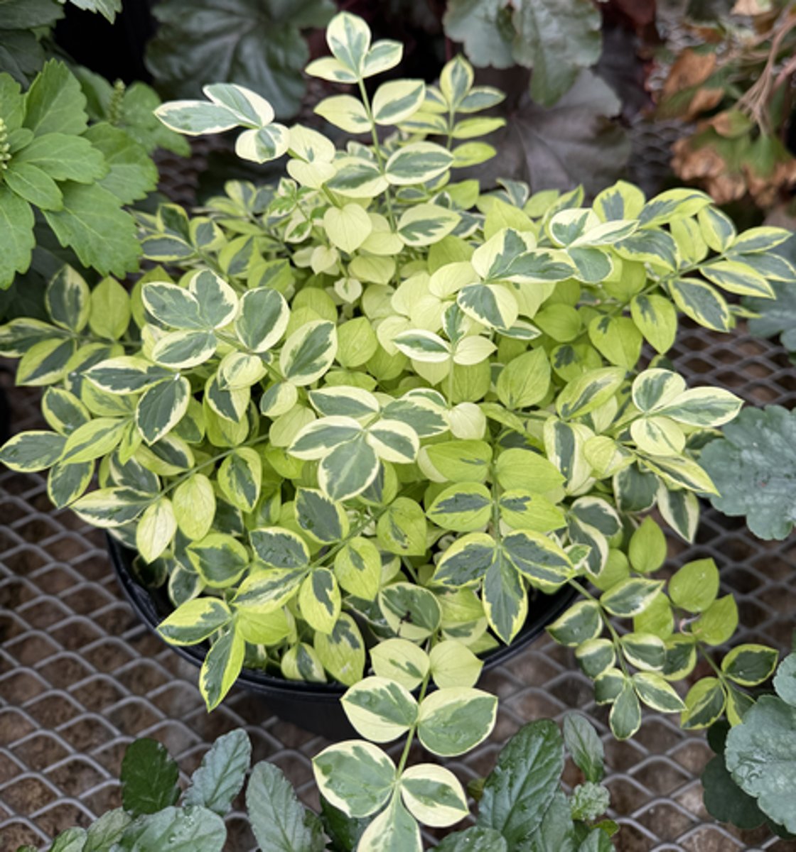 <p>What is the common name for this plant?</p>