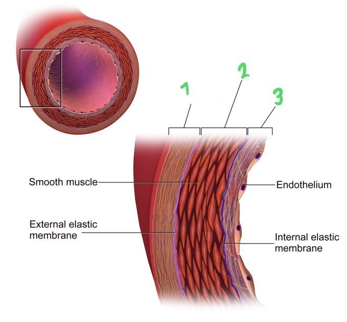 <p>What part of the blood vessel is this? #2</p>