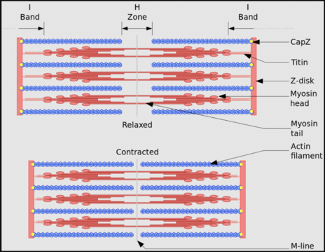 <ul><li><p>Dark area in middle of I-band&nbsp;</p></li><li><p>appears light under microscope </p></li><li><p>anchors thin filaments; marks boundary between adjacent sarcomeres&nbsp;</p></li><li><p>when muscle contracts, Z-disks move closer together, shortening sarcomere&nbsp;</p></li></ul><p></p>