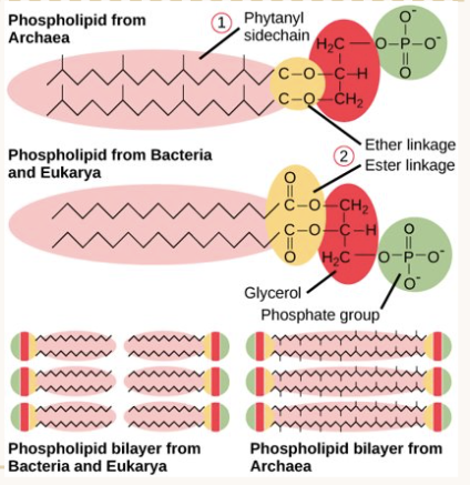 <p><span>The <strong>phospholipids</strong> that comprise archaea cell membranes have branched fatty acids with unique type of bonding to the glycerol backbone*.​</span></p>