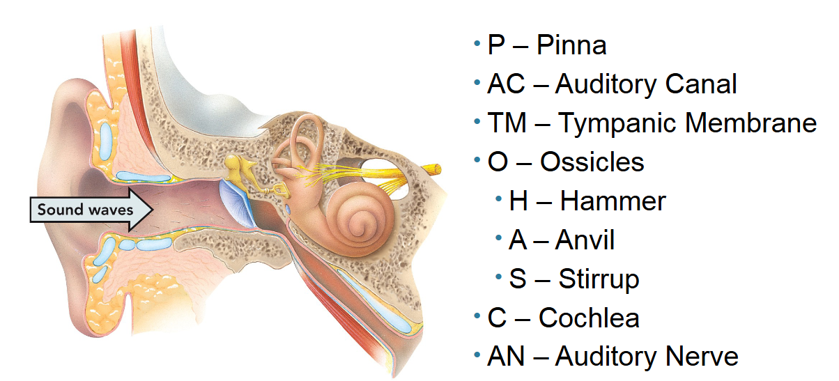 <p>The pinna, ear canal, and tympanic membrane.</p><p>All are responsible for funneling soundwaves from the outside and amplifying it to the middle ear.</p>