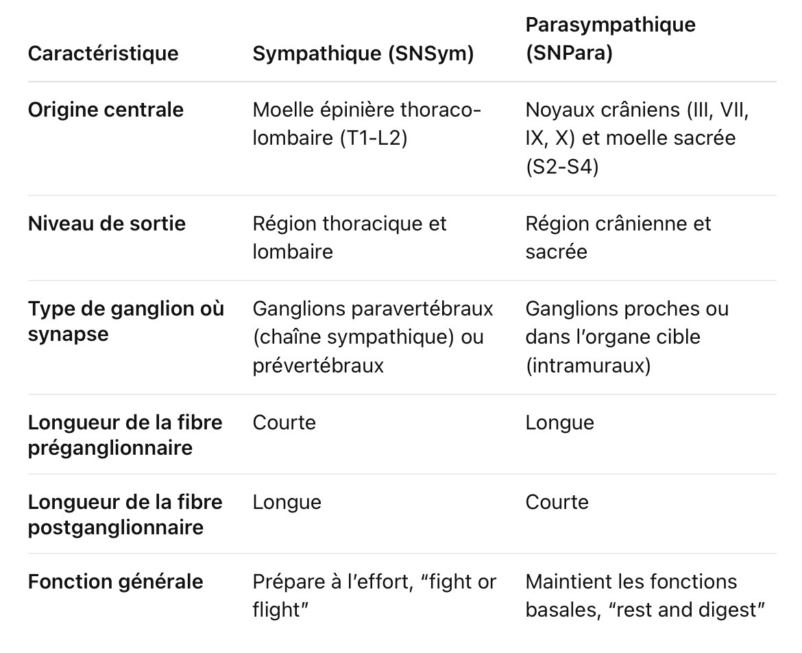 <p>Dilatation des bronches, accélération cardiaque et respiratoire, augmentation de la tension artérielle, dilatation des pupilles, augmentation de la transpiration, diminution de la digestion (en danger)</p>