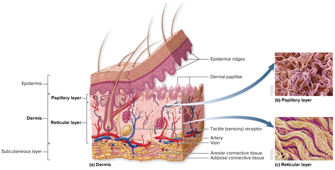 <p>What is the reticular layer of the dermis?</p>
