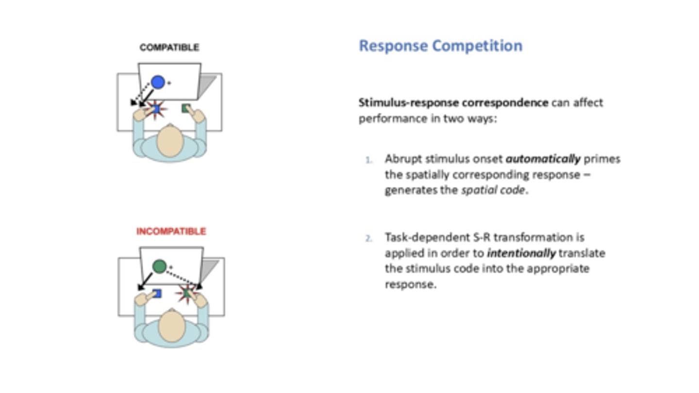 <p>abrupt stimulus onset automatically primes spatially corresponding response - generates spatial code</p><p>task-dependent S-R transformation is applied in order to intentionally translate the stimulus code into the appropriate response</p>