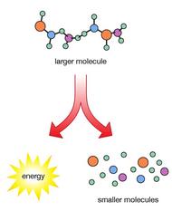 <p>The <u>break down</u> of large biomolecules (energy released from high energy bonds)</p><ul><li><p>The breakdown of glucose for energy production</p></li><li><p>(Cats destroy)</p></li></ul><p></p>