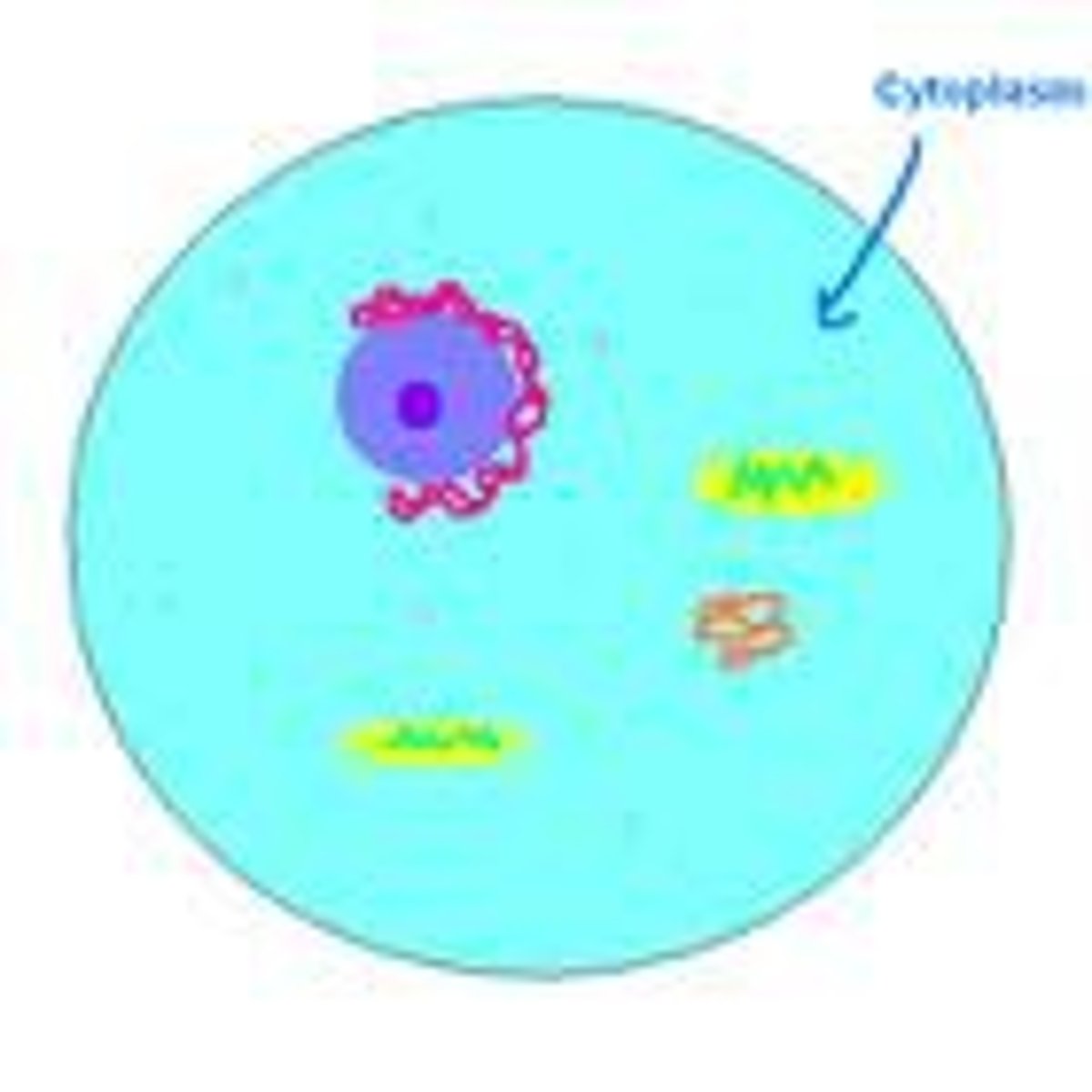 <p>Inside of eukaryotic cells thus serving as a store house of the cell. Both animal and plant cells have this.</p>