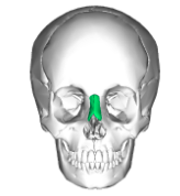<p>Forms bridge of the nose</p>