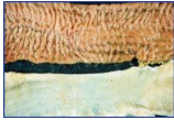 <p><span>Paratuberculosis (Johne's Disease) in Goats</span></p>