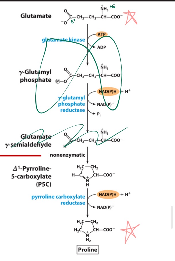 <p>Draw glutamate to proline (no int steps)</p>