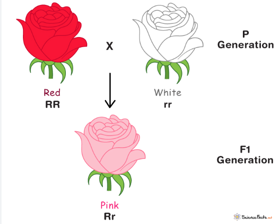 <p>neither allele is fully dominant</p><p>F1 generation has a phenotype that is a mix of those of the parent generation</p><p>ex. red flowers crossed with white flowers produce pink offspring</p>