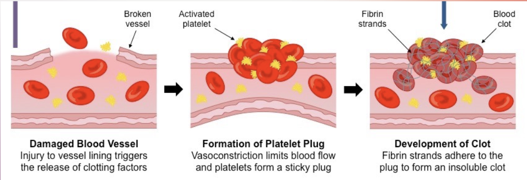 <ul><li><p>A cut or wound can cause bleeding, but platelets can form a plug to stop it from bleeding. Blood clotting as acts a barrier and prevents the entry of a pathogen.</p><p><strong>Roles:</strong></p></li><li><p>Prevent blood loss </p></li><li><p>Prevent pathogen entry</p></li></ul><p></p>