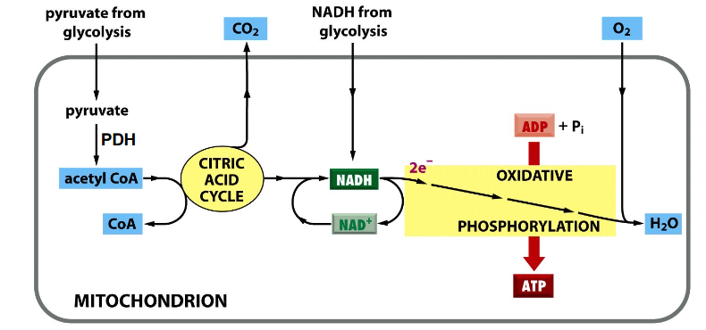 <p>Process of Cellular Respiration</p>