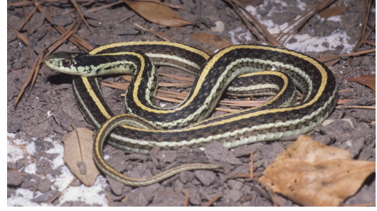 <p>western ribbon snake</p><ul><li><p>yellow lateral stripes on 3<sup>rd</sup> and 4<sup>th</sup> scale row with 2 small touching yellow dots on parietal scales</p></li><li><p>black w/orange stripe down center back, belly light color with no pattern</p></li><li><p>scales <u>keeled,</u> anal plate <u>undivided</u></p></li><li><p>labial scales <u>unmarked </u></p></li></ul><p></p>