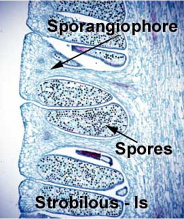 <p><span><strong><em>Equisetum </em>strobilus</strong></span></p><p></p>