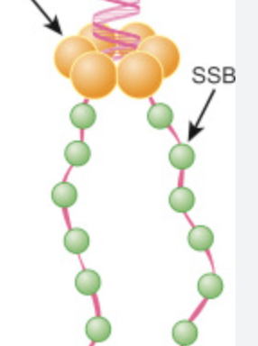 Bind to the single strands once they form to stabilize the structure 