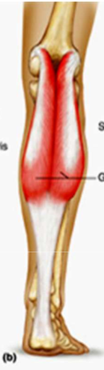 <p>back of knee/calf muscle</p>