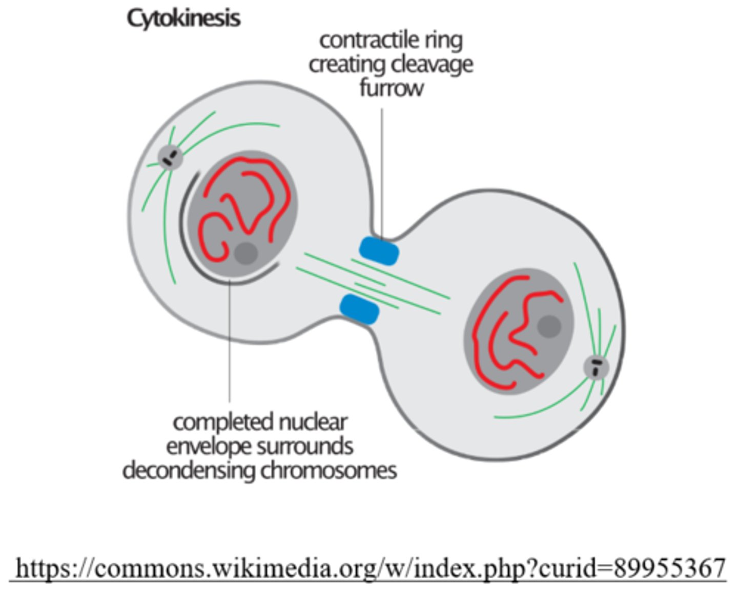 <p>cleavage furrow</p>