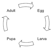 <p><span><span>When the larva is fully grown, it changes into a pupa. The pupa does not feed. In the pupa, the tissues that made up the body of the larva are broken down. New adult tissues are formed from substances obtained from these broken-down tissues and from substances that were stored in the body of the larva.</span></span></p><p class="MsoNormal"><span style="font-family: Arial, sans-serif;"><span>&nbsp;Hydrolysis and condensation are important in the formation of new adult proteins.<br>Explain how. (2) </span></span></p>