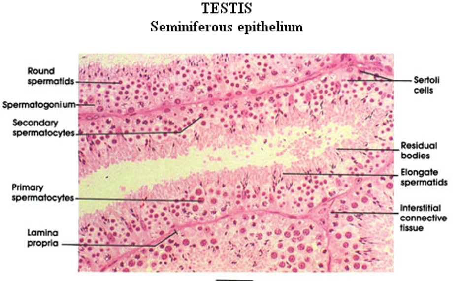 <p>Testis—Seminiferous epithelium</p>