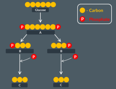 <p><span><span>Here is a diagram of glycolysis. Identify A,B and C.</span></span></p><p><span><span>What is the overall yield of ATP?</span></span></p><p><span><span>Alongside pyruvate and ATP, what else is produced during glycolysis?</span></span></p>