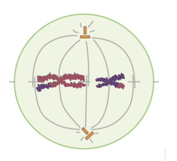 <p><strong>Which of the following phases of meiosis II has been shown below?</strong></p>