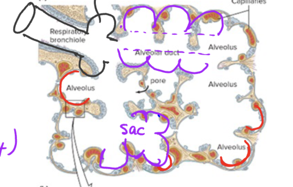 <p>C. 1–2</p>