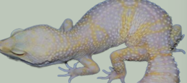 <p>What pattern is this Gecko?</p>