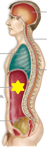 the yellow star in the figure below is in the ________ cavity. 