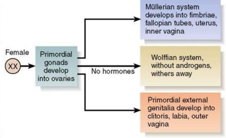 <p>XX chromosome</p><p>Primordial gonads develop into ovaries; no hormones are produced</p><p>Müllerian system develops into fimbriae, fallopian tubes, uterus, inner vagina</p><p>Wolffian system, without androgens, withers away</p><p>Primordial external genitalia develop into clitoris, labia, outer vagina</p>