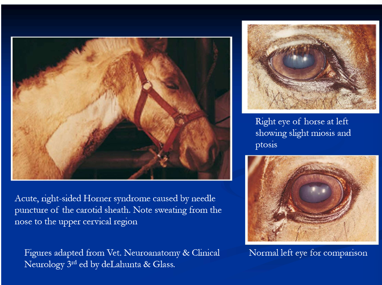 <p>Horner syndrome in horses </p>