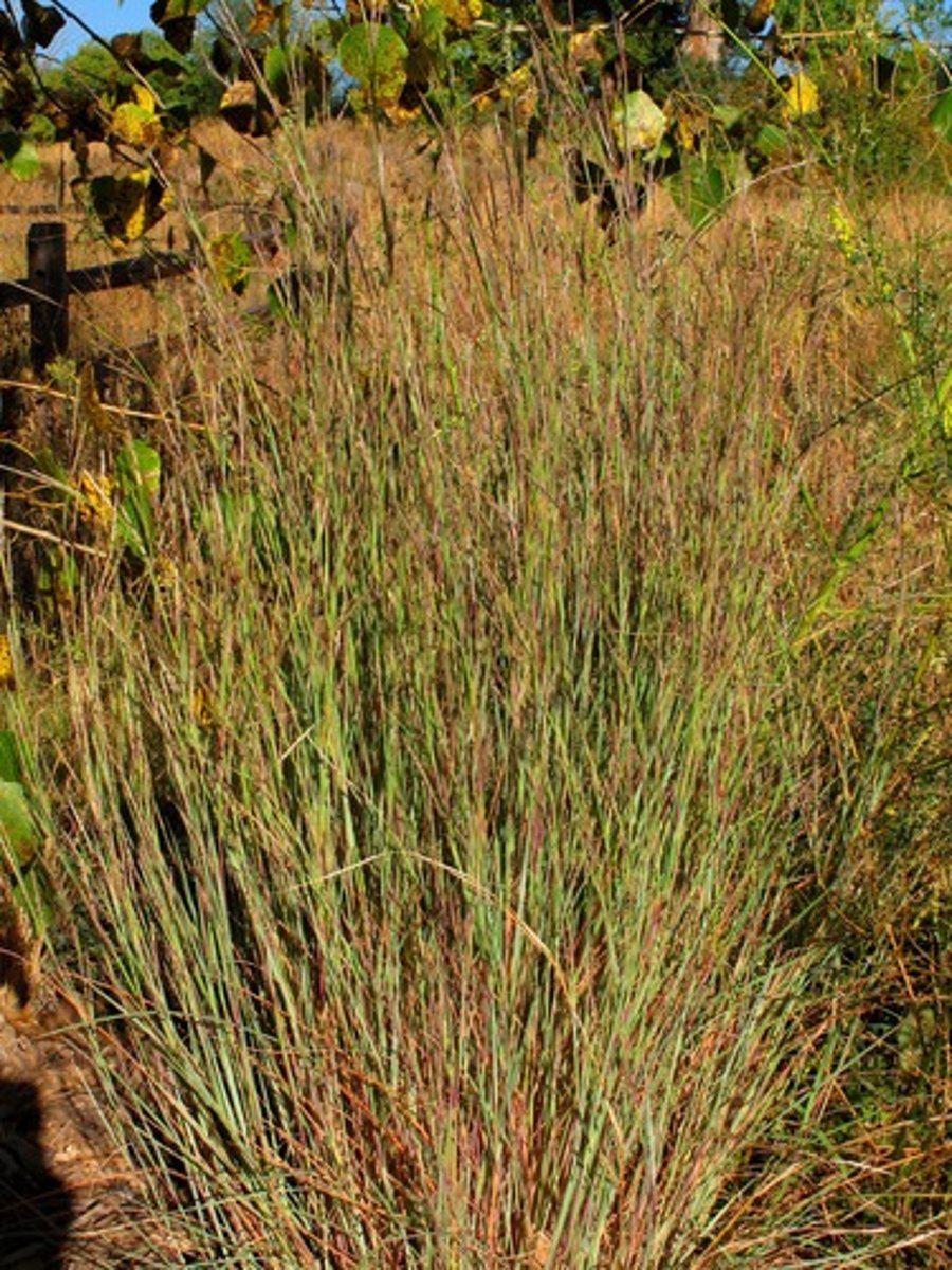 <p>Clump-forming grass with bluish-green stems turning reddish in fall; HMF.</p>