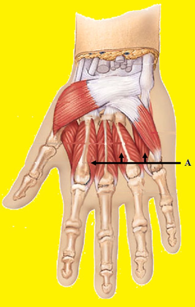 <p>adduction of the digits</p>