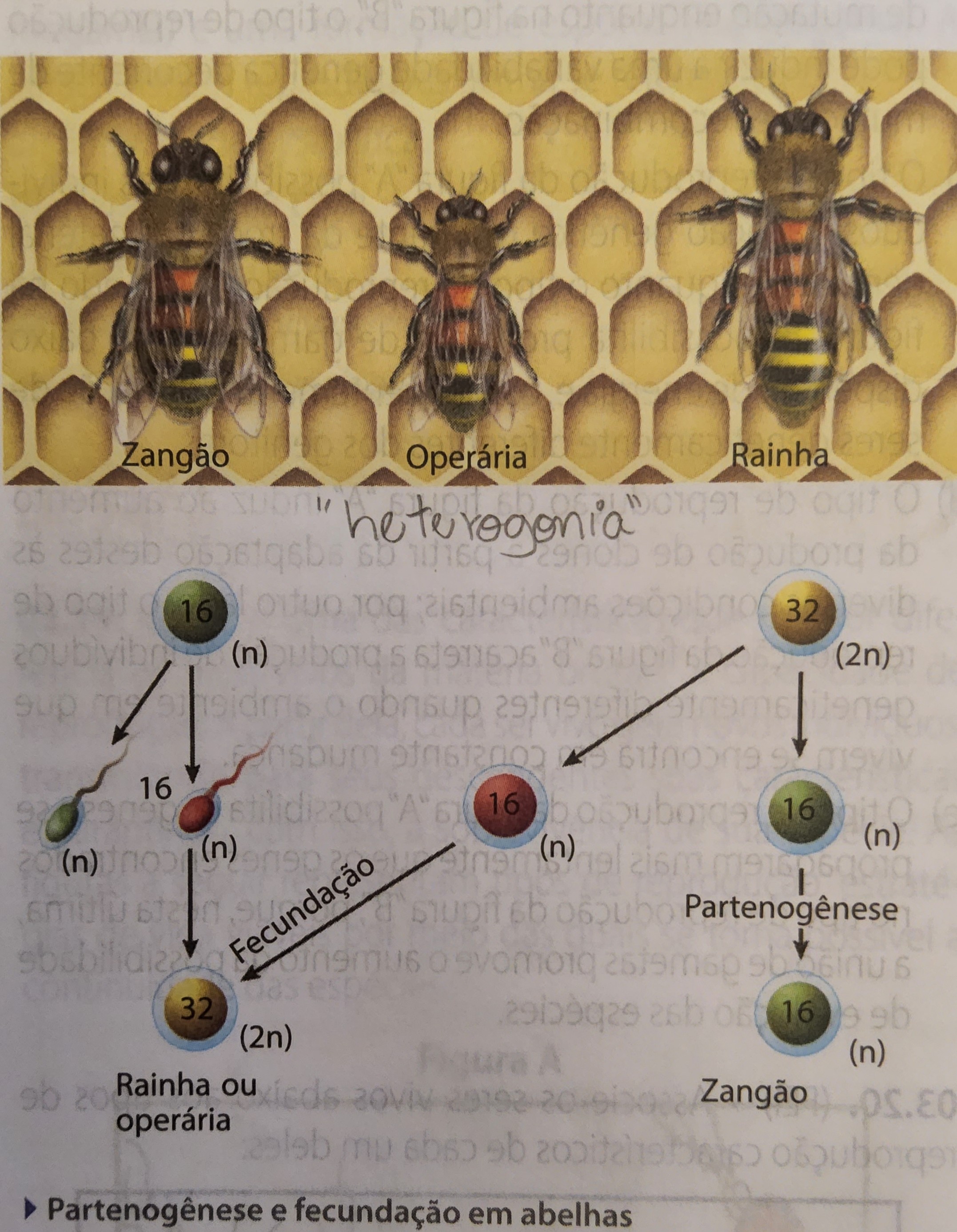 <ul><li><p>sexuada especial ou assexuada</p></li><li><p>gameta feminino forma um novo indivíduo sem fecundação</p></li><li><p>vertebrados (2n) e invertebrados</p><ul><li><p>arrenótoca - machos (zangões)</p></li><li><p>teliótoca - fêmeas</p></li><li><p>deuterótoca - os dois</p></li></ul></li></ul>