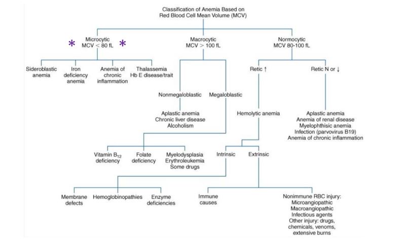 <p>c normocytic, normochromic</p><p>Anemia related to uremia and chronic renal disease has normal sized, normochromic cells; it is the number of RBCs that is decreased because of reduced erythropoietin levels</p>