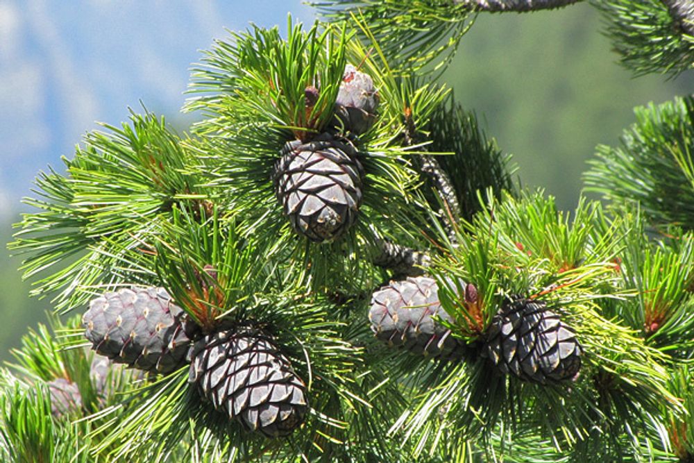 <p>Sosna limba</p>