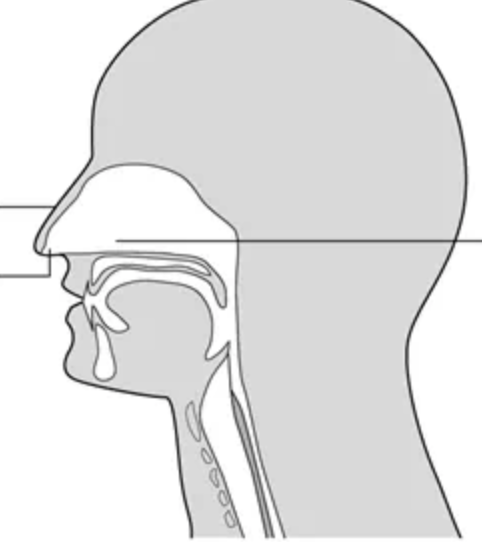 <p>what are the nasal cavity structures</p>