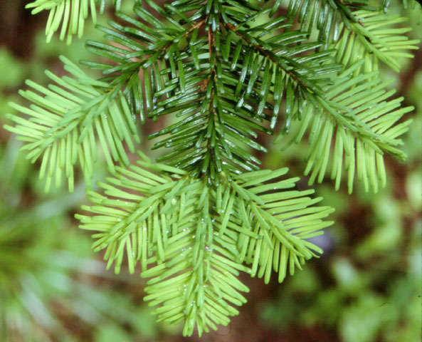 <p>abies amabilis</p><p>characteristics: rib along top of needle, cruciform and ski jumpers, scars on skinny light brown trunk, 2 bright white stomatal bands</p>