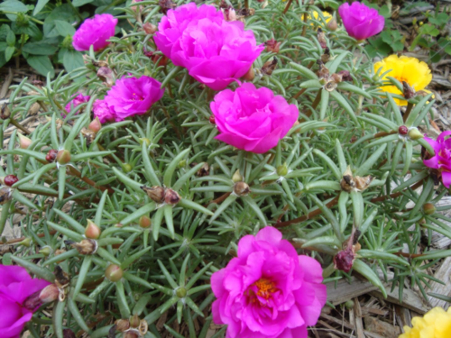 <p>portulaca</p>