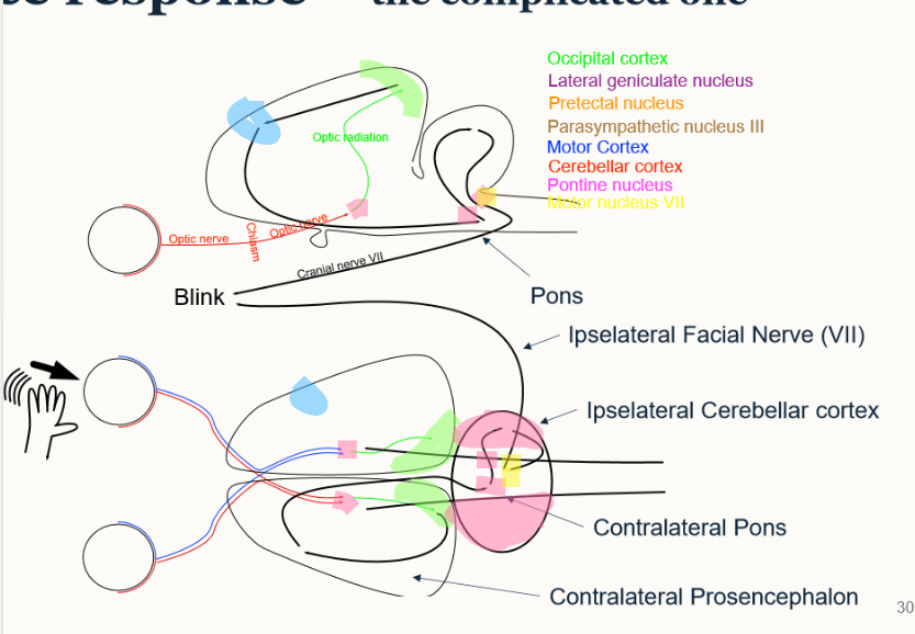 <p></p><ol><li><p>optic nerve → optic chiasm → optic nerve → lateral geniculate nucleus → occipital cortex → motor cortex → parasympathetic nucleus III → pontine nucleus  (in cerebellar cortex) → motor nucleus 3 → CN VII → blink</p></li></ol><p></p>