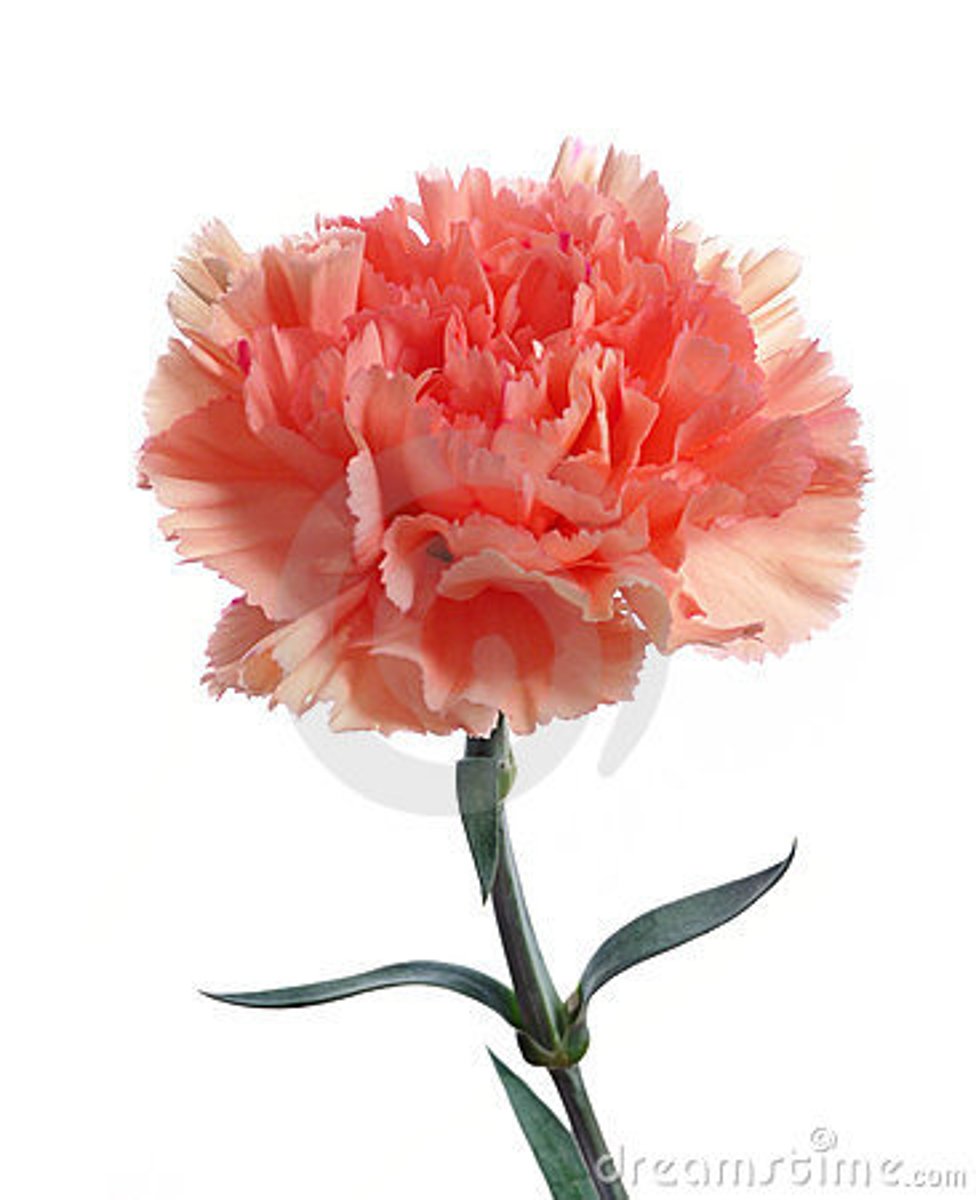 <p>Border Carnations</p>