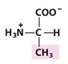 <p>Name the amino acid.</p>
