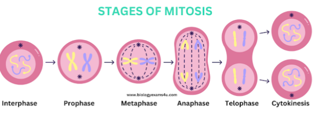 <ol><li><p>Prophase </p></li><li><p>Prometaphase</p></li><li><p>Metaphase</p></li><li><p>Anaphase</p></li><li><p>Telophase</p></li></ol><p>P P M A T</p>