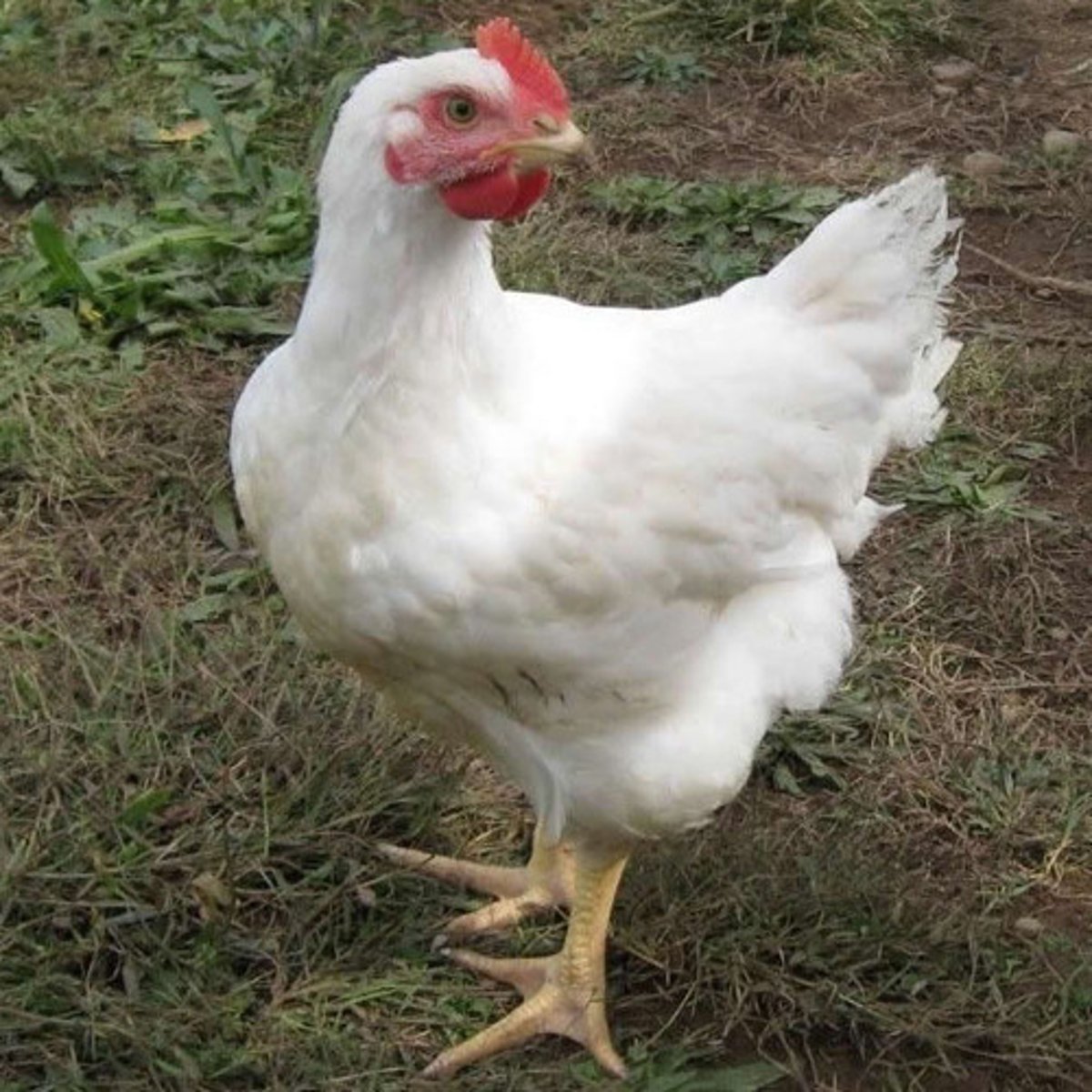 <p>- Can be white, red, black, laced, or buff colored and has yellow skin</p><p>- Tall, large birds with heavy muscling with short feathers held closely to the body</p><p>- Lays brown eggs and has a pea comb</p><p>- basis for most commercial broilers in the US</p>