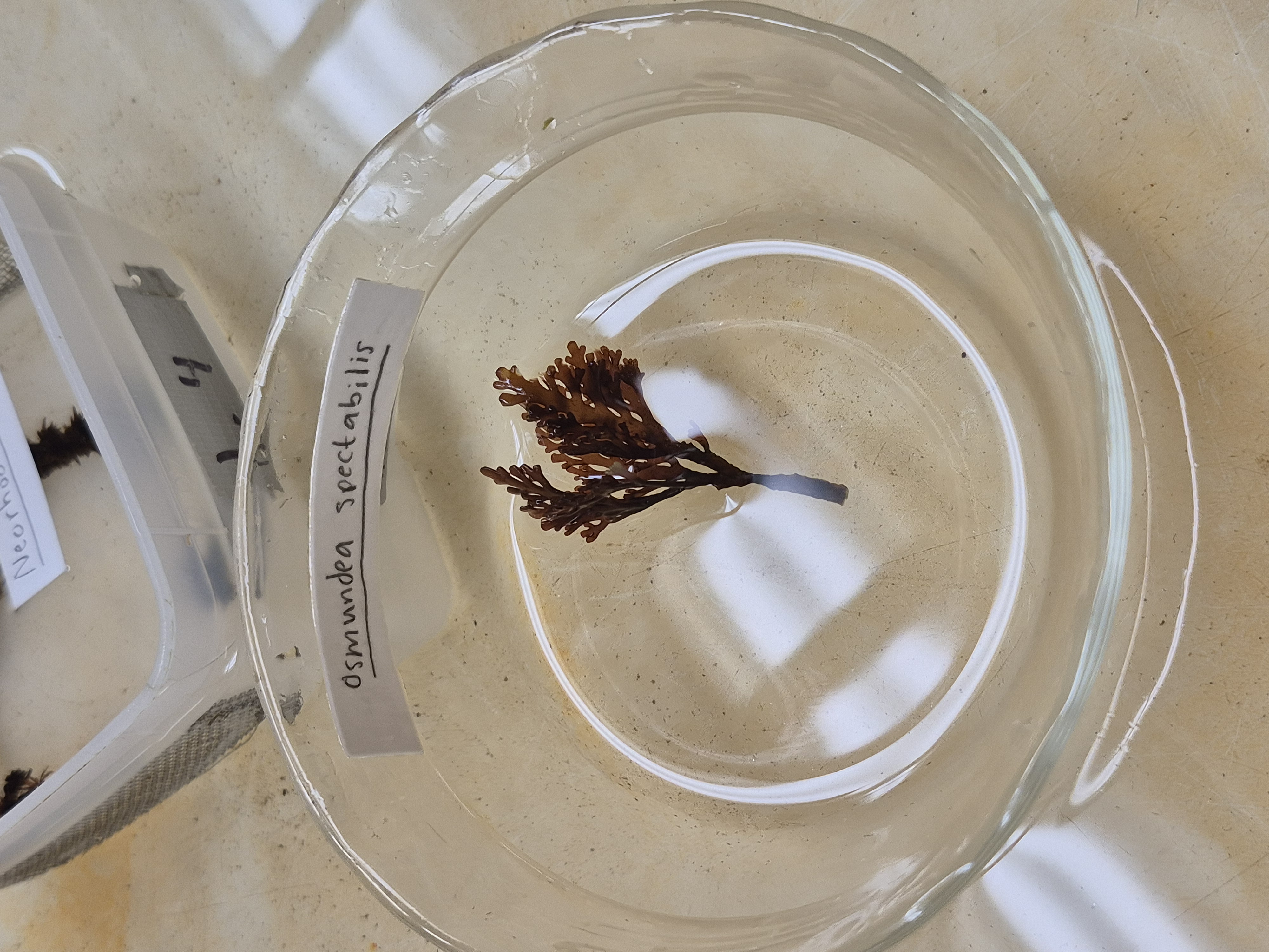 <p>Osmundea </p>