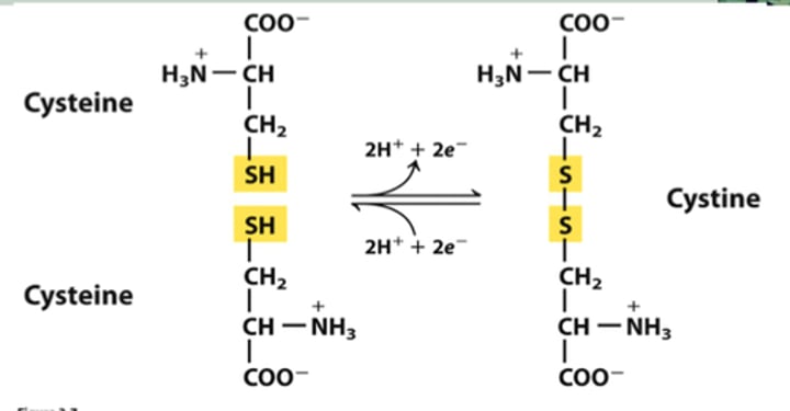 <p>A strong covalent bond formed when the sulfur of one cysteine monomer bonds to the sulfur of another cysteine monomer.</p>