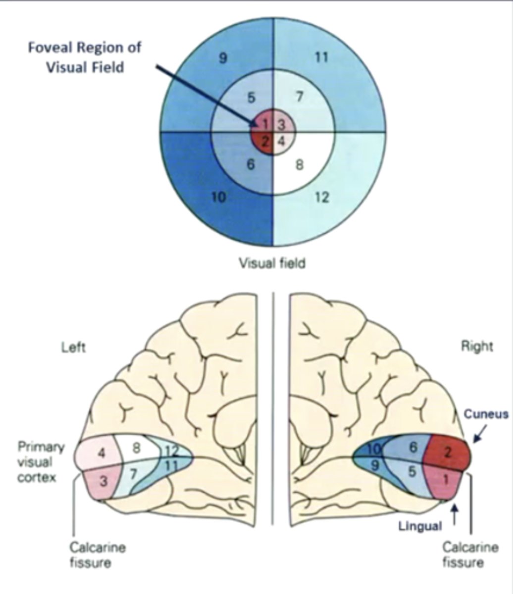 <p>1. retinotopic organization (contralateral visual fields)</p><p>2. increased cortical surface area = increased receptor density/visual acuity</p>