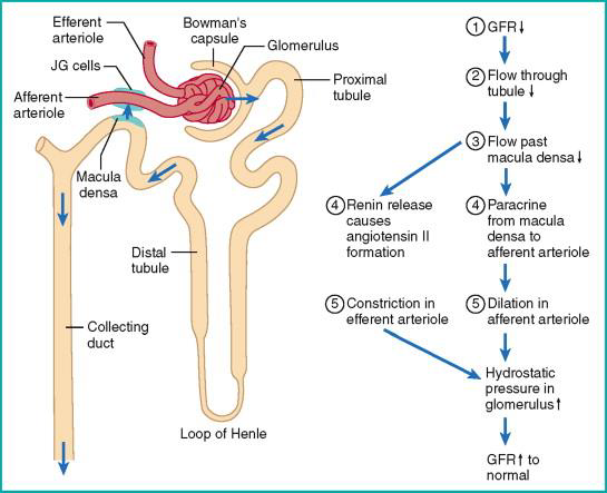 <p>Érdemes megfigyelni, hogy minden distalis tubulus a saját nephronja glomerulushoz tér vissza. Ahol a distalis kanyarulatos csatorna az afferens és efferens arteriola közé ékelődik, a csatorna speciális sejtjei a macula densát alkotják (térben elképzelve ez egy foltszerű, sötétebb festődésű terület).</p>